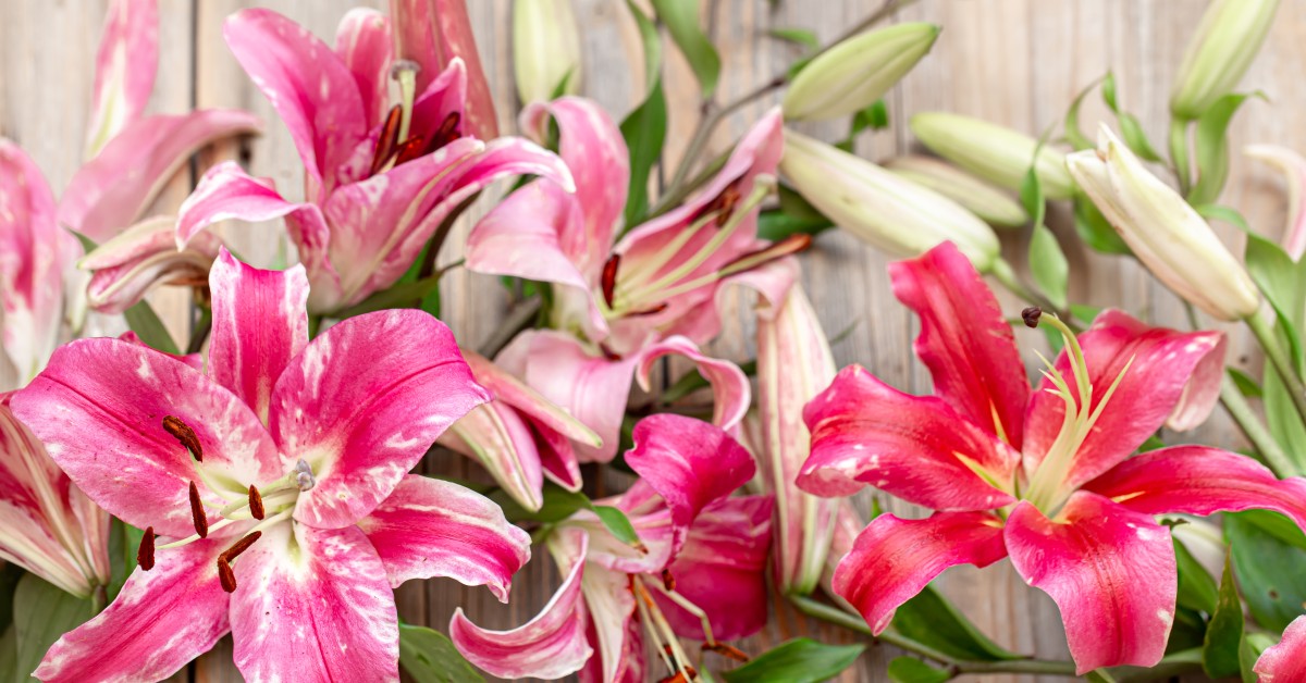 Keep These Spring Plants Away from Your Pets