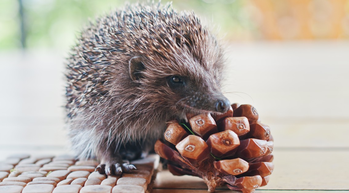 The Basics of Hedgehog Pet Care